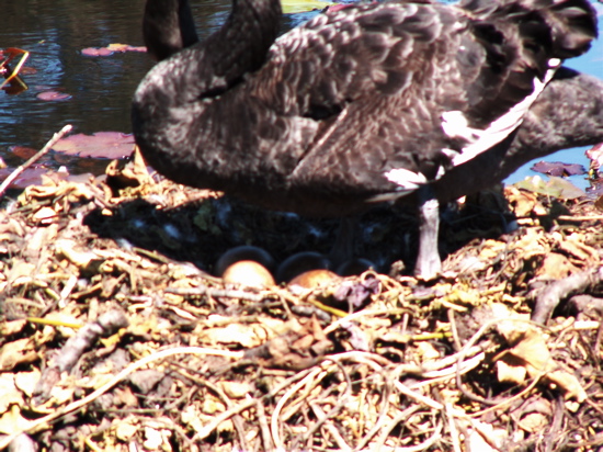 Swan Eggs in Commonwealth Park