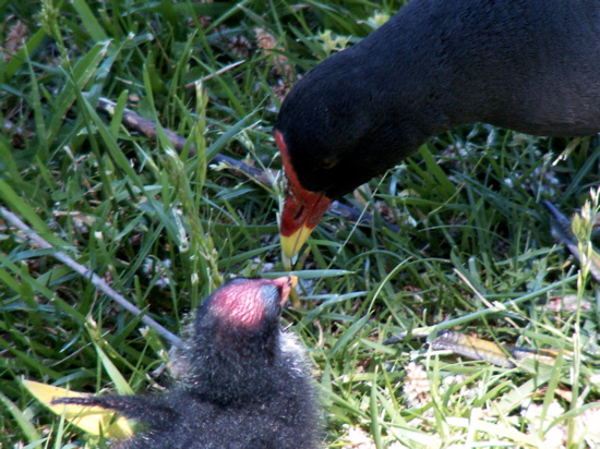 Purple Swamp Hen Mother and Chick