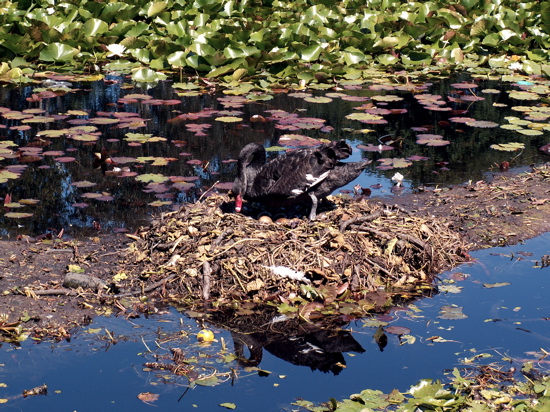 Nesting Swan