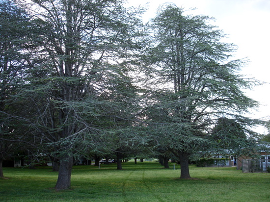 Threatened Goodwin Trees Of Ainslie