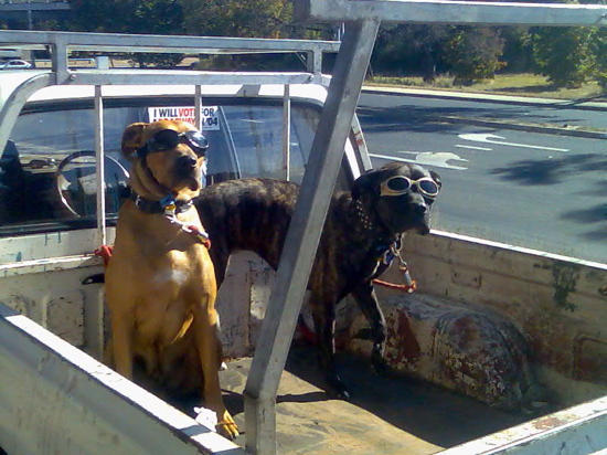 Dogs in Fyshwick wearing sunglasses