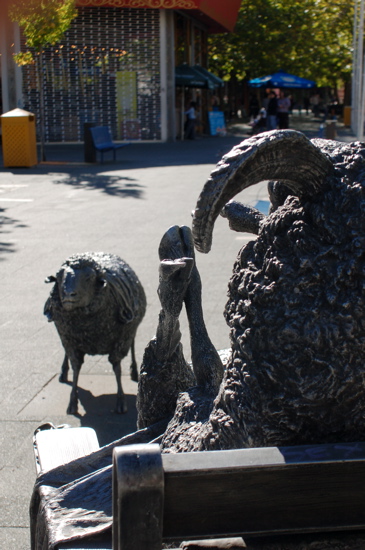 Ainslie's Sheep - by Les Kossatz