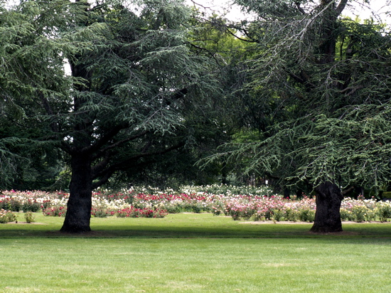 Rose Gardens at Old Parliament House