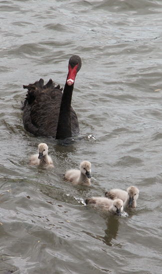 Black Swan and cygnets