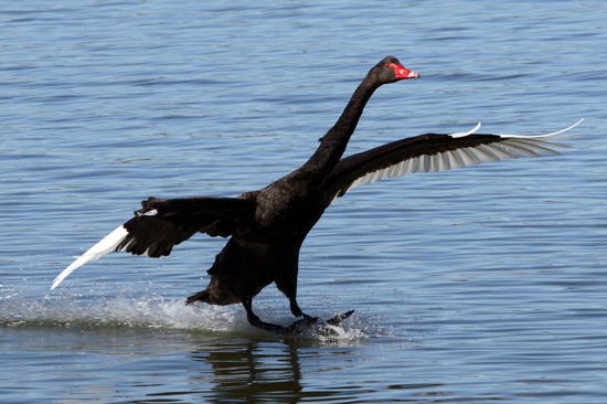 Black Swan landing at Bowen Park