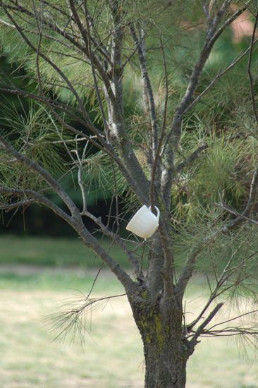 Teacup tree