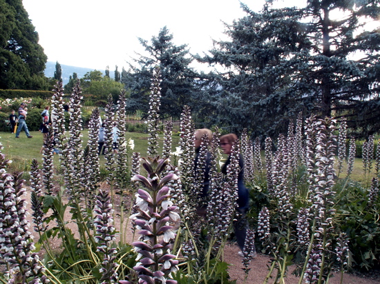 Lanyon gardens at Christmas